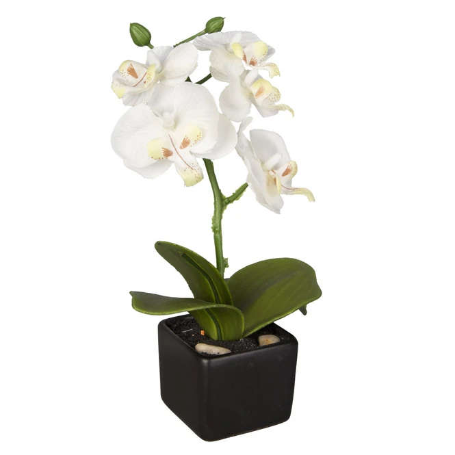 Orchidee - Ca. 18 Cm - 1 StĂŒck