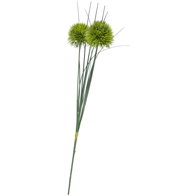 Allium - Ca. 48 Cm - 1 StĂŒck â Bild 2