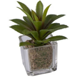 Sukkulente - 12 Cm - 1 StĂŒck