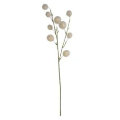 Kugelgras - Ca. 60 Cm - Creme