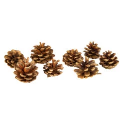 Tannenzapfen - Aus Holz - Ca. 6 Cm - 8 StĂŒck