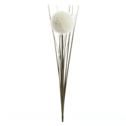 Allium - Ca. 66 Cm - Weiß