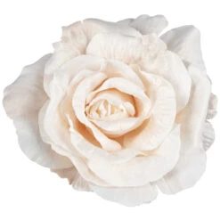 RosenblĂŒte - Ca. 13 Cm - Creme