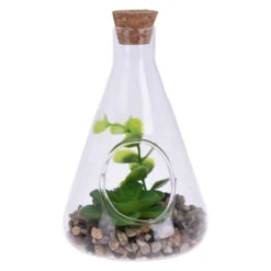 Sukkulente In Vase - Ca. 9 X 14 Cm - 1 StĂŒck