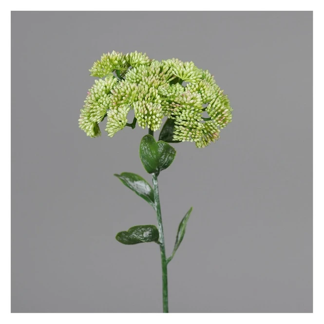 Mauerpfeffer - Ca. 46 Cm - Grün