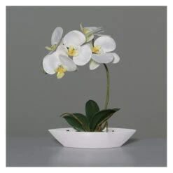 Orchidee In Schale - Ca. 27 Cm - Weiß