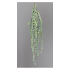 Hänge-Sukkulente - Ca. 60 Cm - 1 Stück