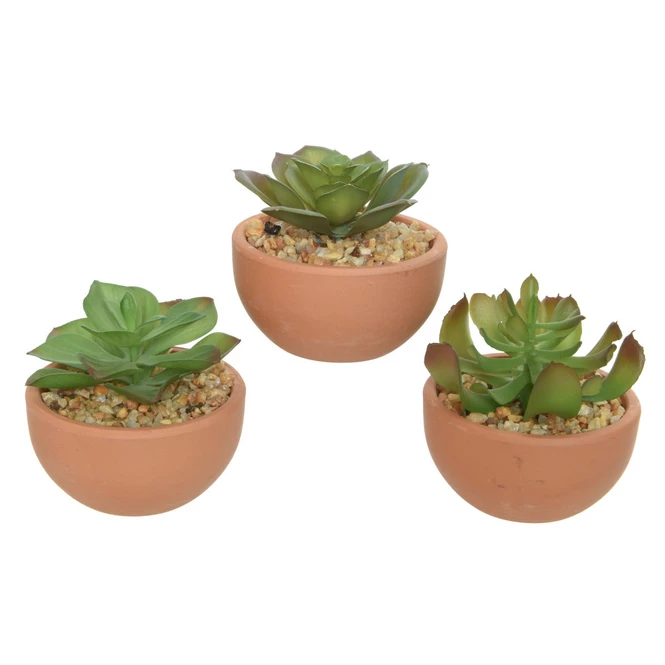 Sukkulente In Topf - Ca. 9 X 9 X 9 Cm - 1 StĂŒck â Bild 2