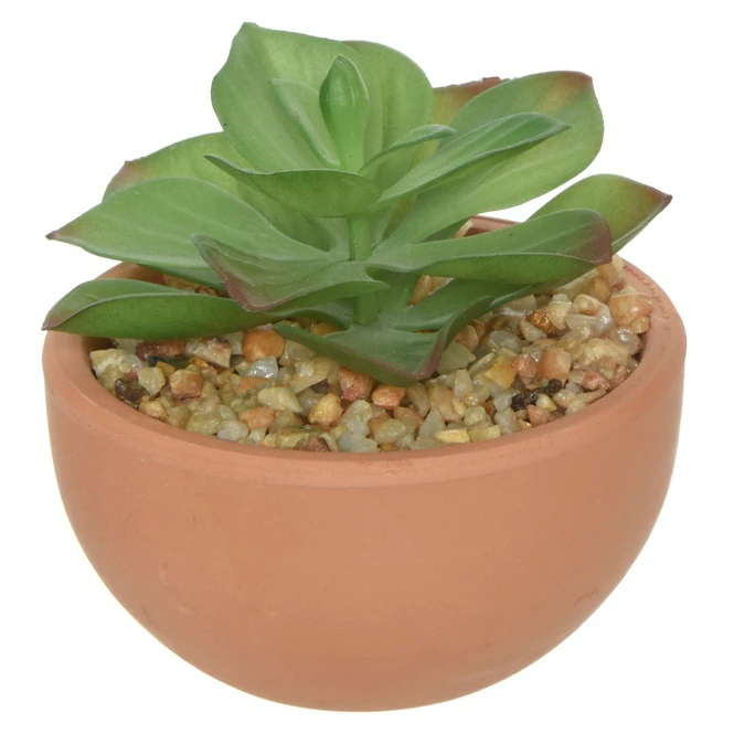 Sukkulente In Topf - Ca. 9 X 9 X 9 Cm - 1 StĂŒck
