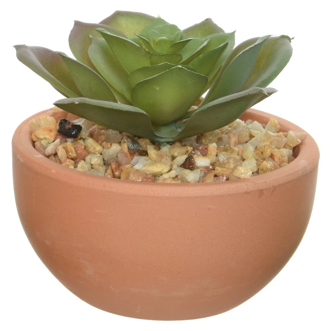 Sukkulente In Topf - Ca. 9 X 9 X 9 Cm - 1 StĂŒck â Bild 4