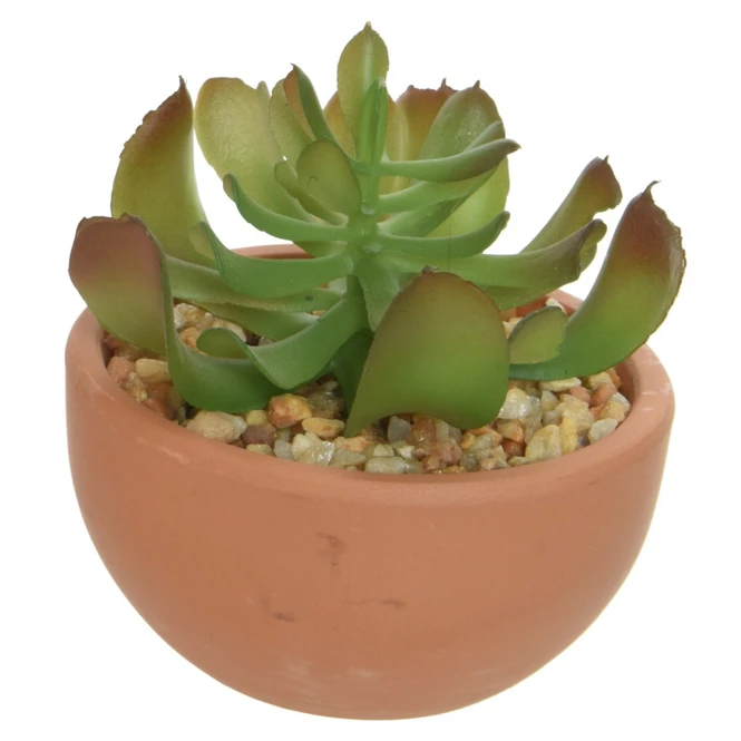Sukkulente In Topf - Ca. 9 X 9 X 9 Cm - 1 StĂŒck â Bild 3