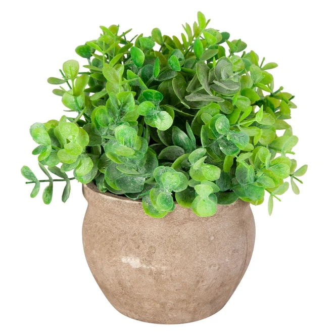 Eukalyptus - Inkl. Topf - Ca. 14 X 19 Cm