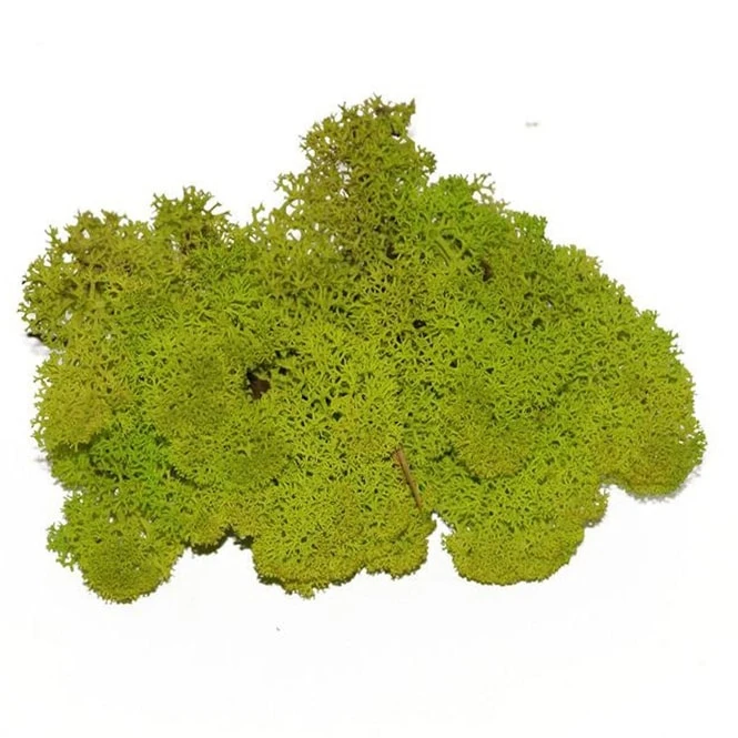 Deko-Moos - Ca. 50 G - GrĂŒn