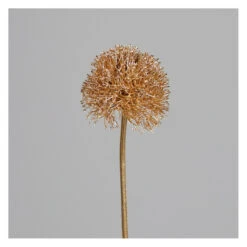 Allium - Ca. 69 Cm - Gold